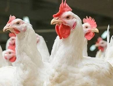 Mercado de pollo muestra mejoría en abastecimiento y oferta de 21.8 millones para septiembre