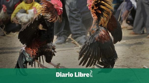 Policía apresa a tres hombres por robo de gallos