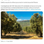 Galicia fue una destacada tierra de olivares hace siglos. Por qué eso cambió aún es motivo de debate entre los expertos