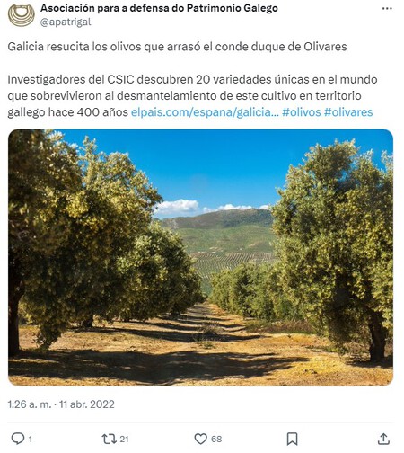 Galicia fue una destacada tierra de olivares hace siglos. Por qué eso cambió aún es motivo de debate entre los expertos