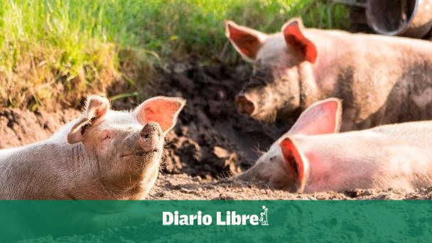 Mueren cerdos debido a un incendio en Dajabón