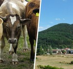 Un granjero pensó que una vaca se había comido su Rolex. 50 años más tarde lo recuperó, pero necesitaba una buena limpieza