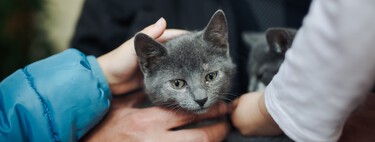 Que los gatos son líquidos es algo que se intuía, pero ahora lo hemos comprobado científicamente