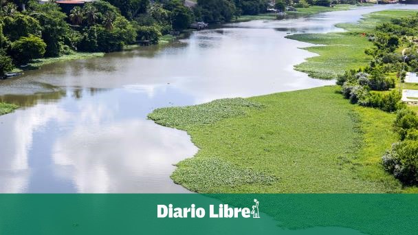 Las lilas vuelven al Ozama para mostrar su contaminación