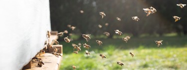 Hace unos meses Australia aprobaba un nuevo tipo de miel: hecha por abejas que no pican y con ventajas nutricionales