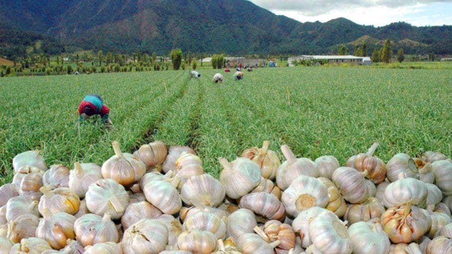 Pide medidas ante alza precios ajo, cebolla y papa