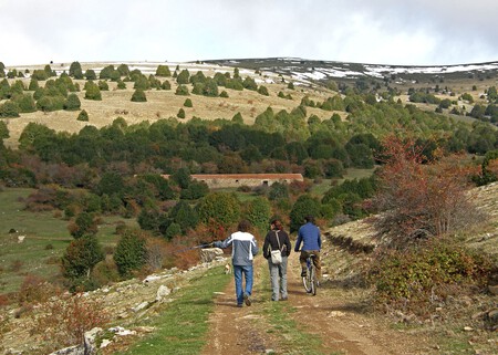 La mayor reserva de acebo de Europa está en la provincia de Soria. Y ha logrado exportar su artesanía a toda España