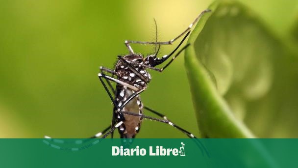 Epidemiología no registra nuevos casos de dengue en la semana 50