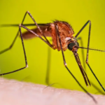 La malaria tiene presencia activa en el sur del país