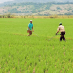 Arroz proveniente de Estados Unidos podrá librarse del pago de impuesto con cuota preferencial