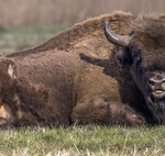 Si el objetivo es salvar a una especie en peligro de extinción, Brasil tiene un enfoque rupturista: conseguir que los humanos la dejen en paz