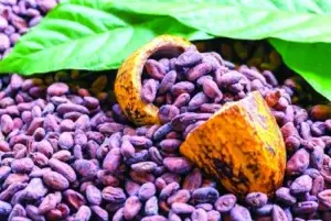 UE acompañará a productores para certificar origen del cacao