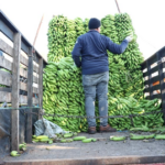 El arroz y el guineo tuvieron alzas en noviembre pasado