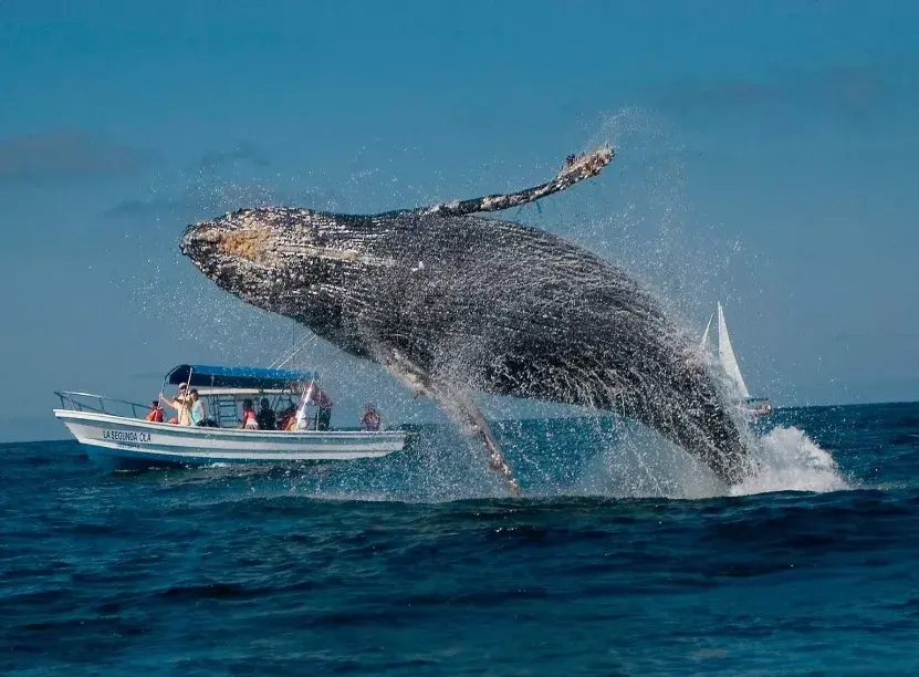 Inicia la temporada de observación de ballenas jorobadas en Samaná 2025